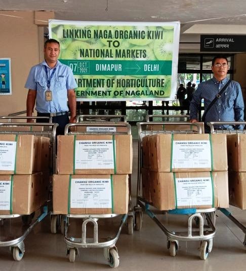 Department of Horticulture in collaboration with Chansu Organic Kiwi Producer Company Limited, Pfütsero sent the first consignment of Naga Organic Kiwi through Air Cargo from Dimapur to Delhi on October 7.